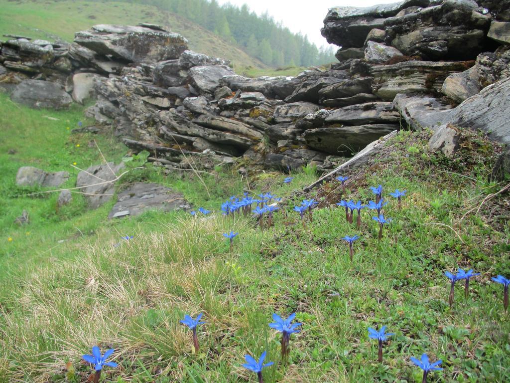 Landhaus Gassner Fusch an der Glocknerstraße Dış mekan fotoğraf